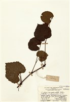 藏品(山葡萄)的圖片